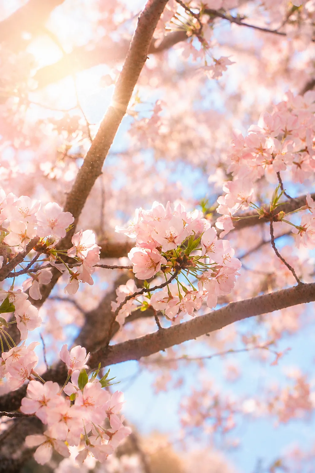 粉色樱花枝