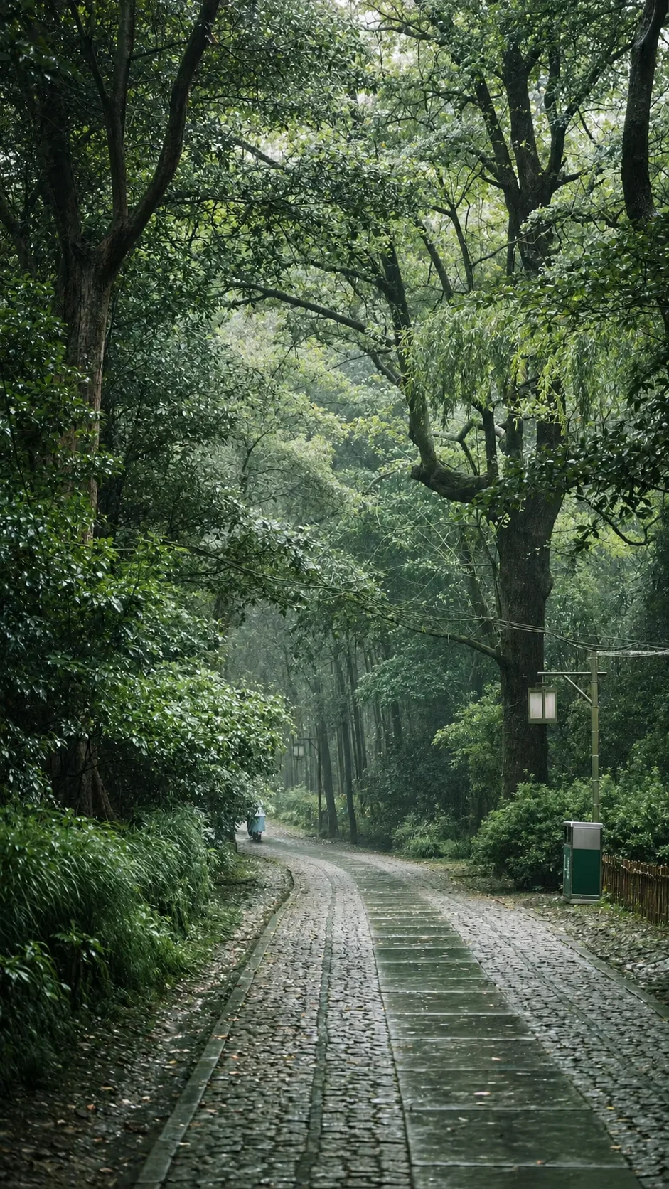 树林中的小路