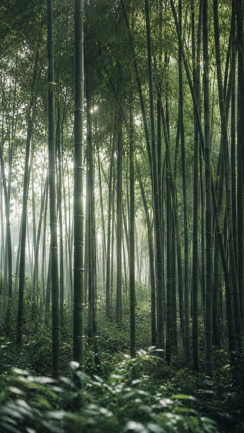 竹林里的光