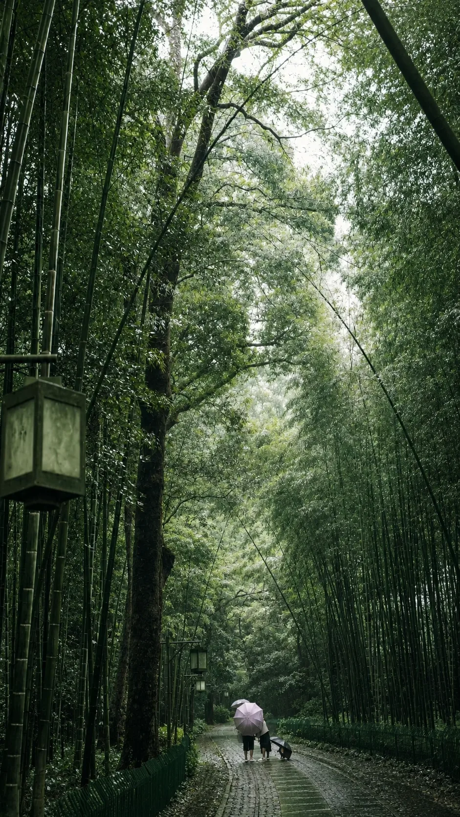 竹林小路与行人