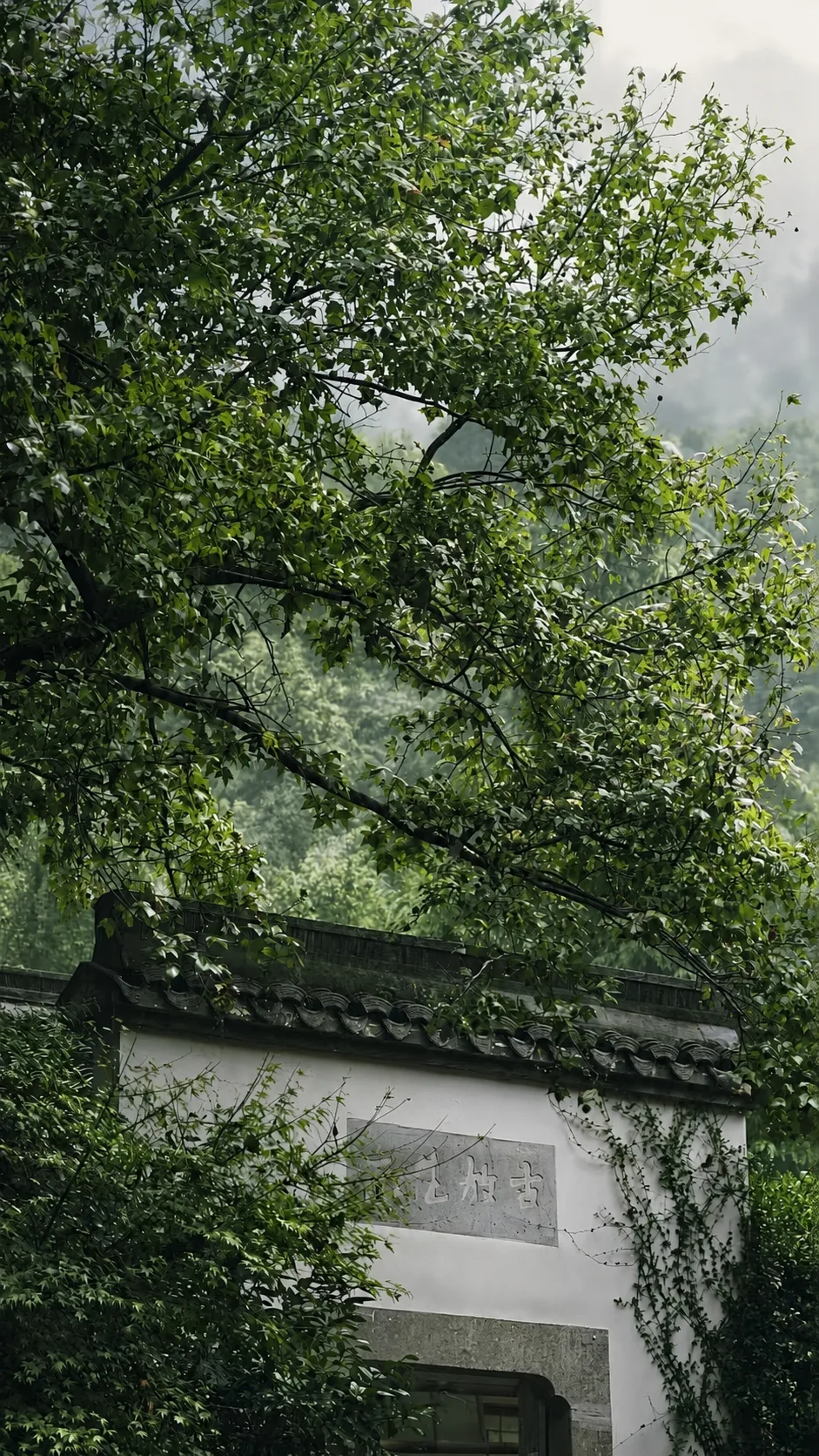 树影里的屋檐