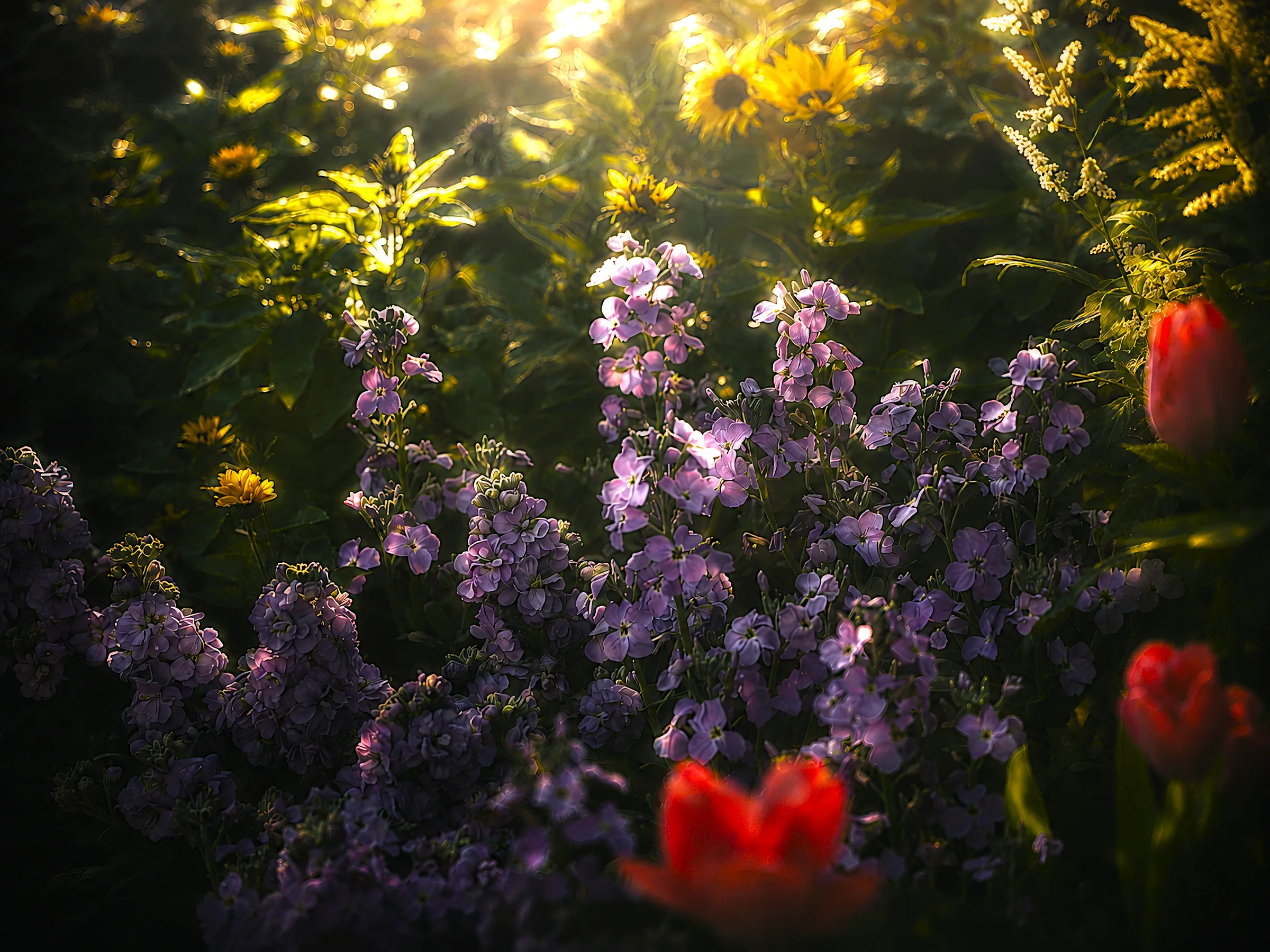 花园里的紫色与红色花