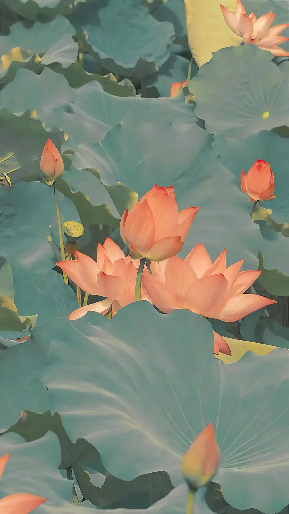 近处荷花与花苞
