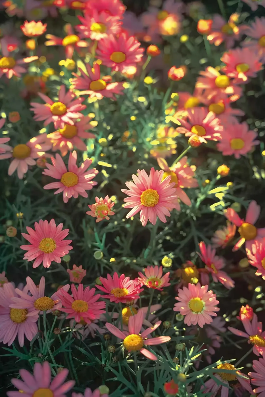 粉色小花