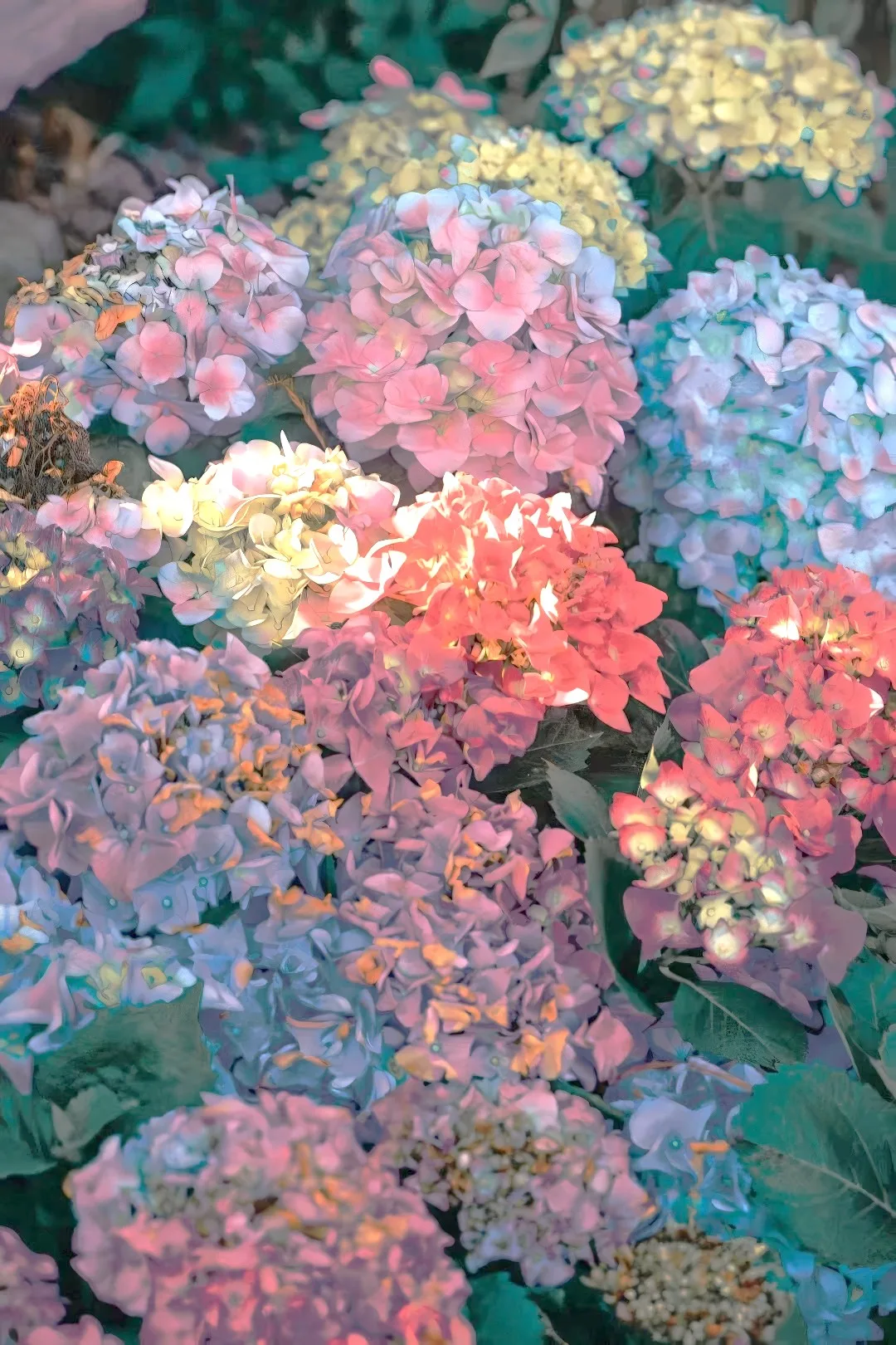彩色绣球花